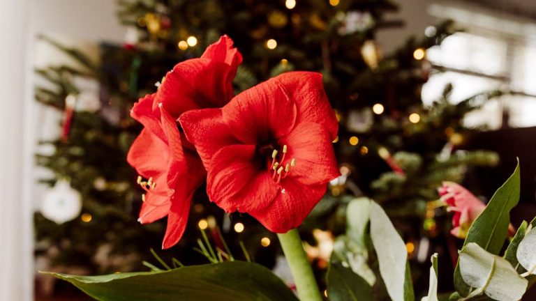 Quand planter des bulbes d’amaryllis à l’intérieur – découvrez le meilleur moment pour la floraison de Noël