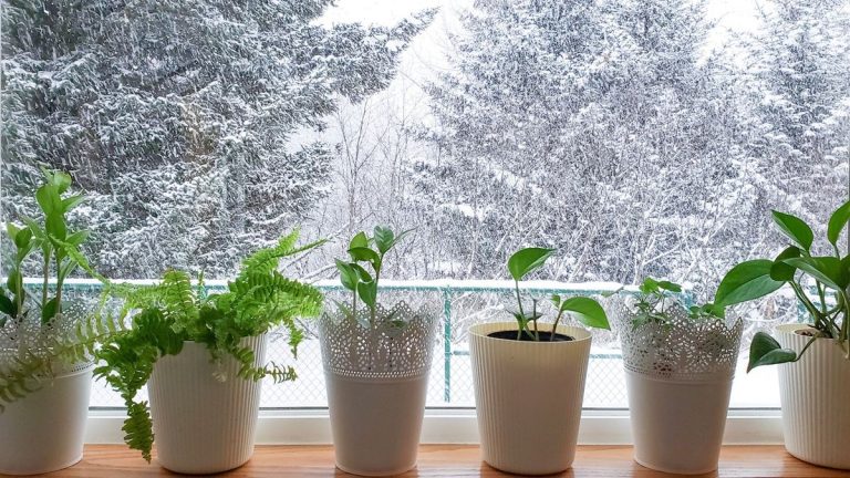 Hiverner les plantes à l’intérieur – 6 erreurs courantes à éviter