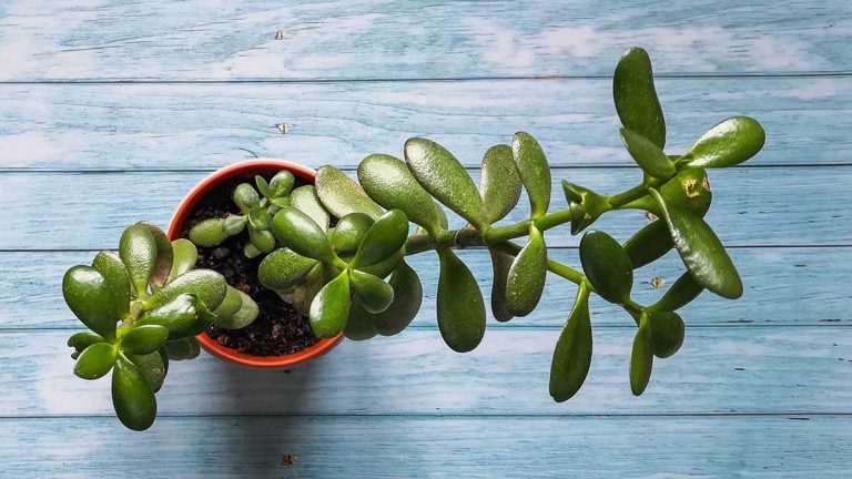 Comment propager des plantes de jade – pour plus de ces plantes succulentes faciles d'entretien