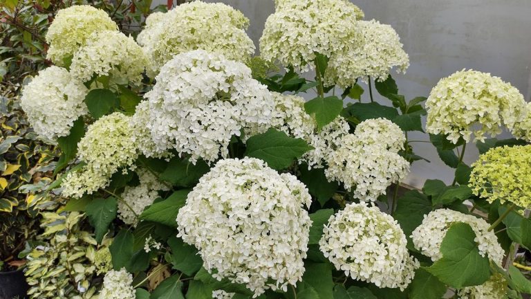 Quand et comment tailler les hortensias Annabelle – conseils d’experts pour un superbe étalage de belles fleurs