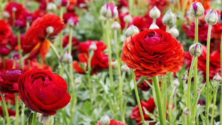 Quand planter des bulbes de renoncules – découvrez les moments adaptés aux différents climats