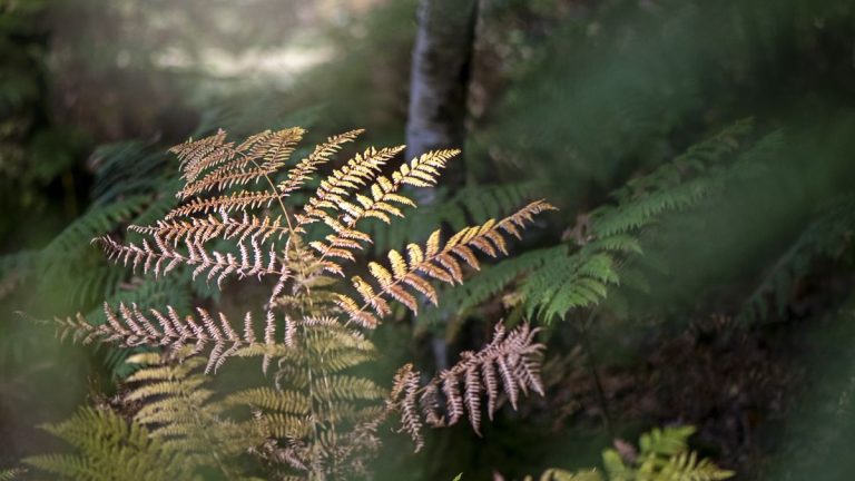 Comment faire une couronne de fougères – créez un décor d'automne élégant à afficher à l'intérieur ou à l'extérieur