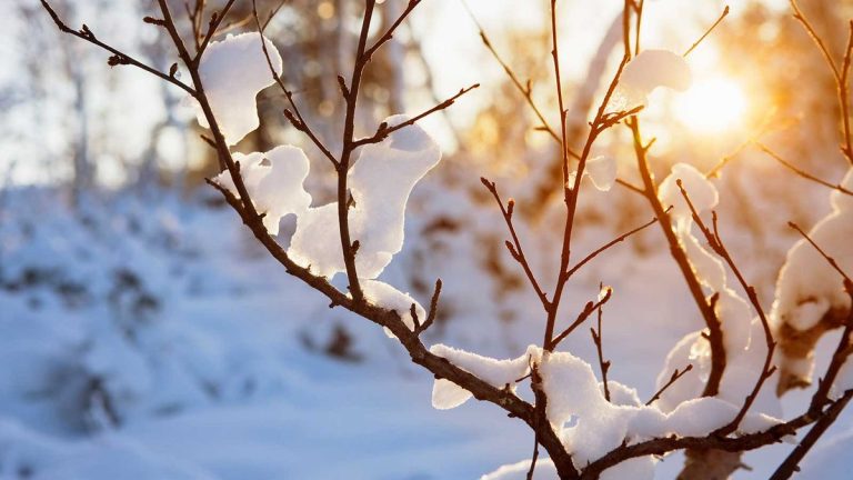 Comment protéger les arbres des intempéries hivernales, notamment de la neige abondante, du gel et du vent