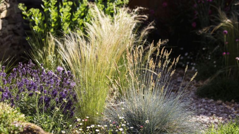 Comment prendre soin des graminées indigènes – pour une plantation écologique et naturaliste