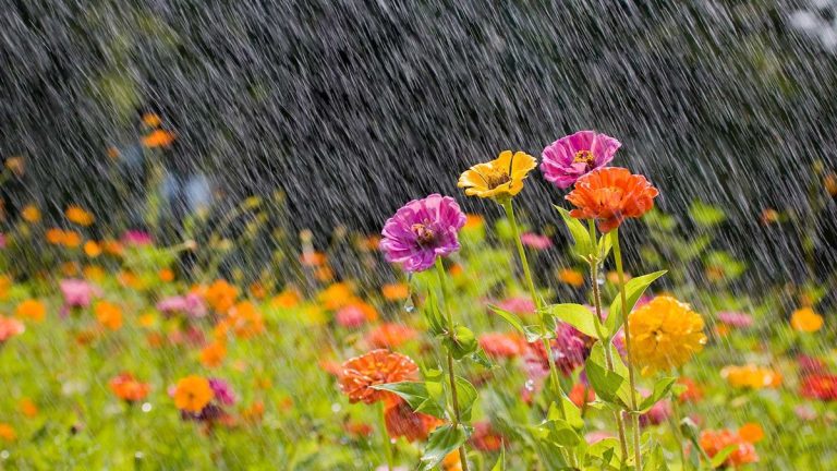 Comment préparer votre cour à une tempête – 5 conseils de pro pour éviter d’endommager votre terrain