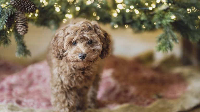 Feuillage toxique pour les animaux – 9 plantes dont il faut se méfier pendant les vacances