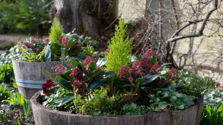 Comment créer et entretenir une jardinière d'hiver – conseils d'experts pour des contenants saisonniers et durables