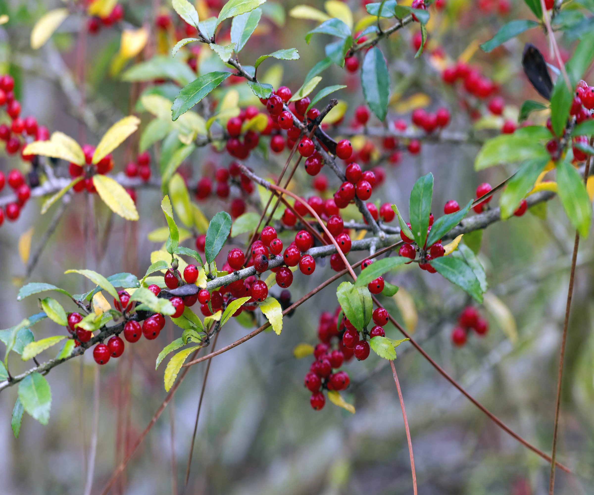 Yaupon Holly Tree Foliage