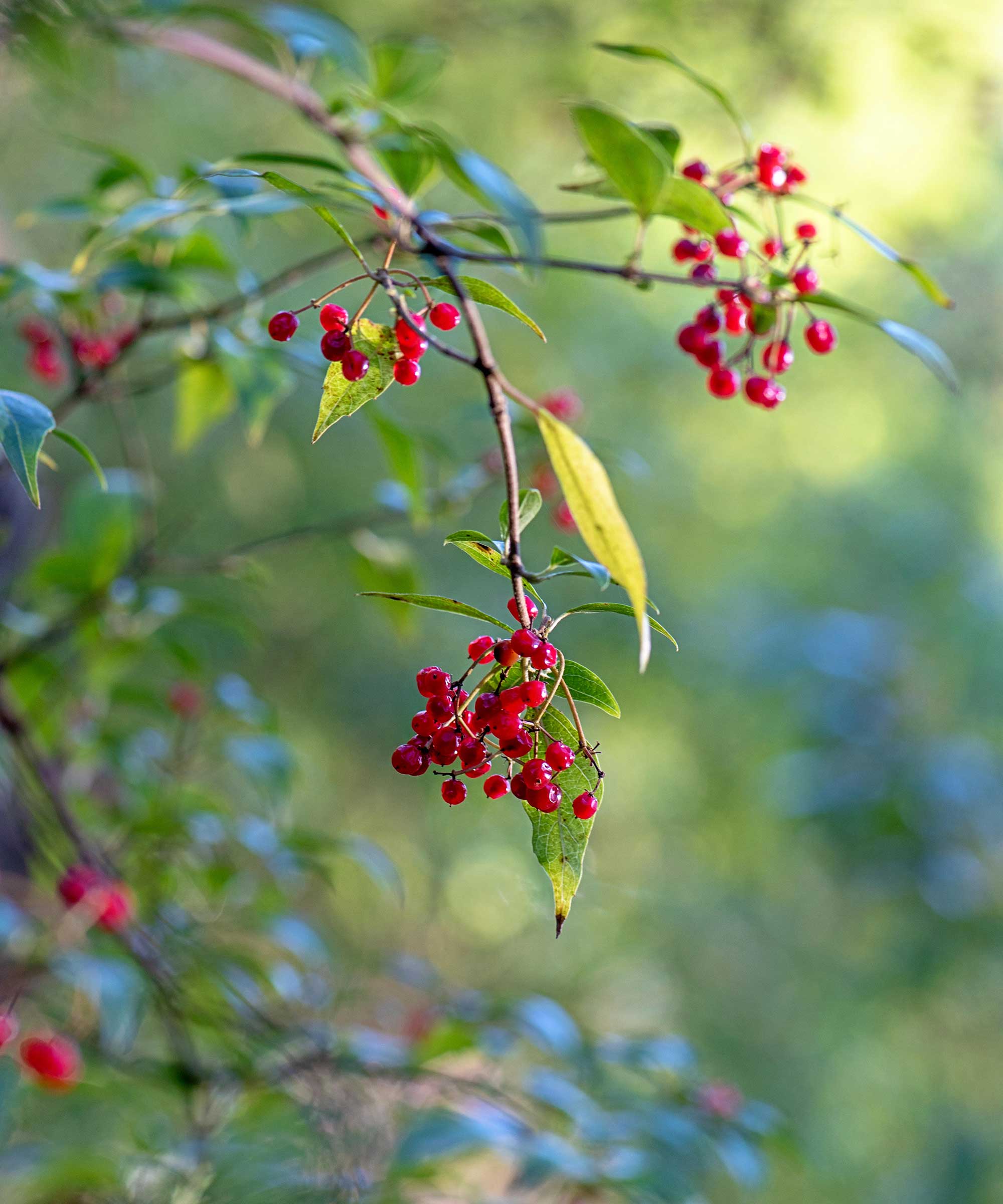 Baies Rouges Autumn Arbustes aux baies d’hiver – 10 choix qui égayeront votre jardin