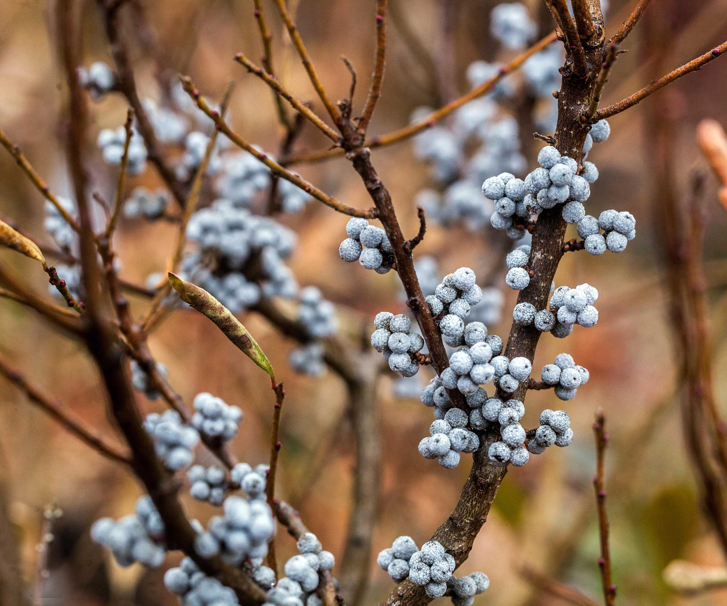 Baies Rouges Hiver Arbustes aux baies d’hiver – 10 choix qui égayeront votre jardin