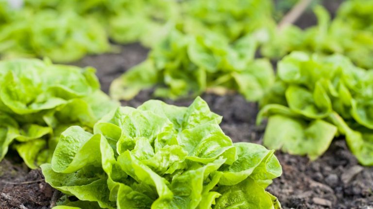 Monty Don partage le secret pour empêcher les limaces de détruire vos plantes – et c'est plus simple que vous ne le pensez