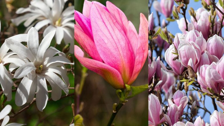 Meilleurs magnolias – choisissez l’une de ces variétés magiques et elle illuminera votre jardin