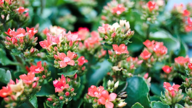 Comment prendre soin d'un kalanchoe – conseils pour cultiver et propager cette plante d'intérieur à fleurs