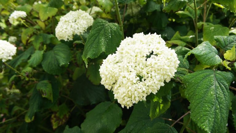 Quand et comment planter les hortensias Annabelle – 7 étapes pour réussir avec cet arbuste désirable
