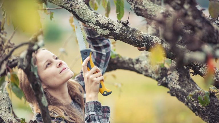 Qu'est-ce qu'une scie à élaguer et comment l'utiliser ?  Notre expert en jardinage vous conseille
