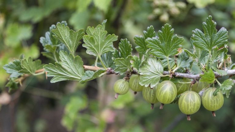 Quand et comment tailler les groseilles à maquereau : conseils d'un potager expérimenté pour que les plantes restent super productives