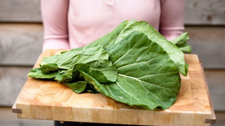 Comment faire pousser du chou vert – et les meilleures façons de récolter pour une longue saison de culture