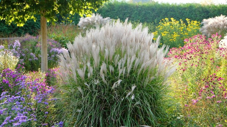 Meilleures variétés de miscanthus – 15 graminées ornementales pour une plantation douce et naturaliste Meilleures variétés de miscanthus – 15 graminées ornementales pour une plantation douce et naturaliste