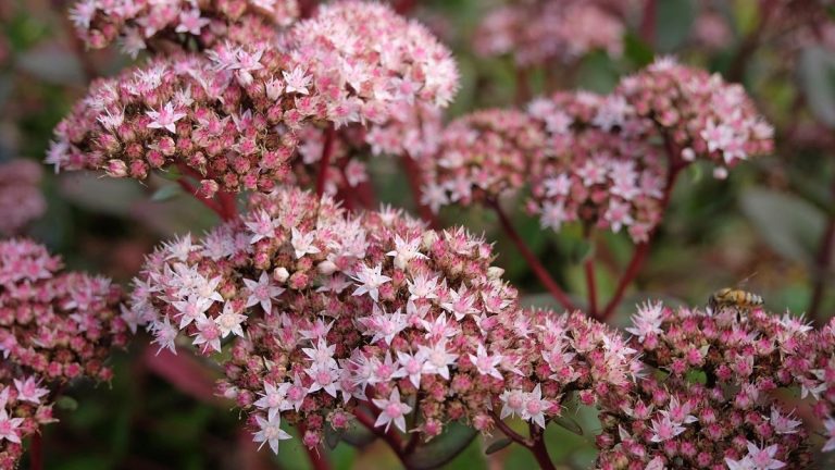 Quand couper les sedums pour l’hiver – conseils simples pour tailler les tiges après les premières gelées Quand couper les sedums pour l’hiver – conseils simples pour tailler les tiges après les premières gelées