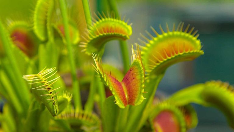 Comment propager un piège à mouches Vénus – trois méthodes simples pour des plantes plus carnivores Comment propager un piège à mouches Vénus – trois méthodes simples pour des plantes plus carnivores