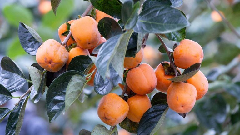Comment planter des graines de kaki – et faire pousser ces arbres fruitiers sans tracas