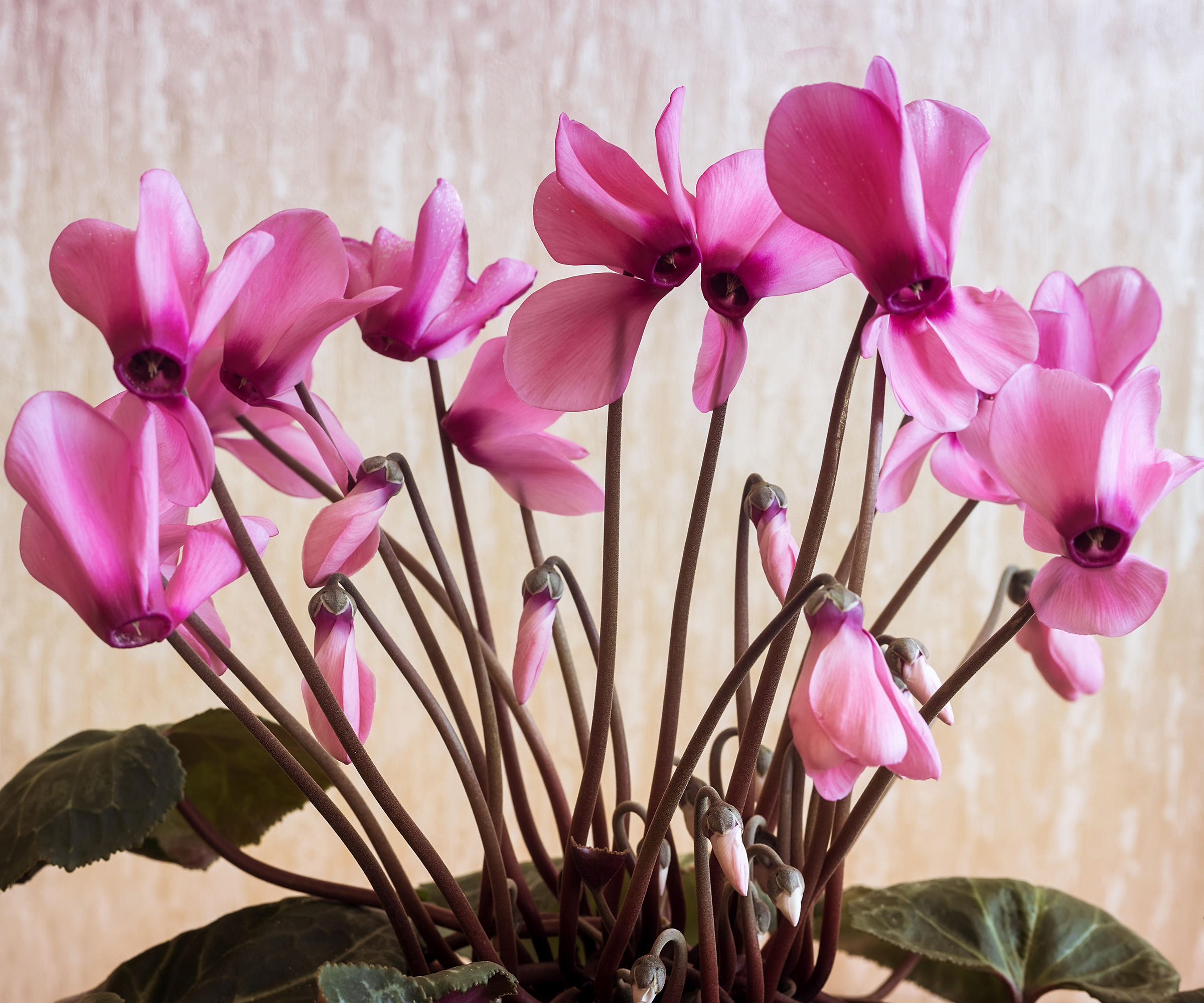 coupe de cyclamen rose - Stessy Fleurs