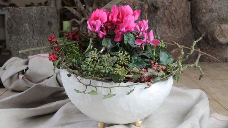 Comment faire pousser des cyclamens en intérieur – pour des mois de fleurs éclatantes