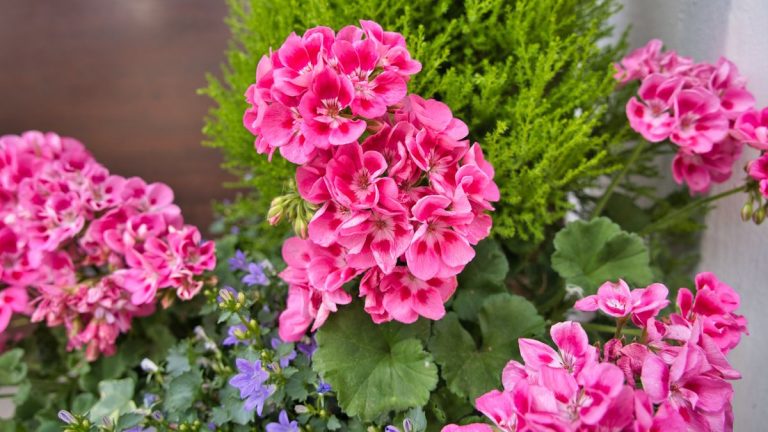 Comment tailler les géraniums pour l'hiver et garder les plantes en bonne santé lorsque vous les rentrez à l'intérieur pendant les mois les plus froids