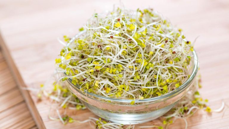 Comment faire pousser des pousses de brocoli – c’est si simple d’obtenir cet aliment super nutritif en seulement cinq jours