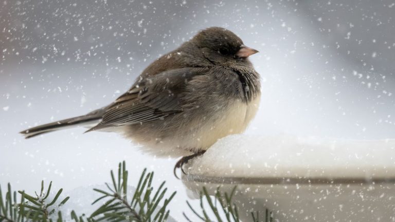 Entretien hivernal du bain d’oiseaux – 5 conseils essentiels d’experts