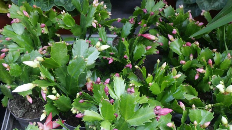 Comment propager un cactus de Thanksgiving – conseils d'experts pour des plantes succulentes plus saisonnières