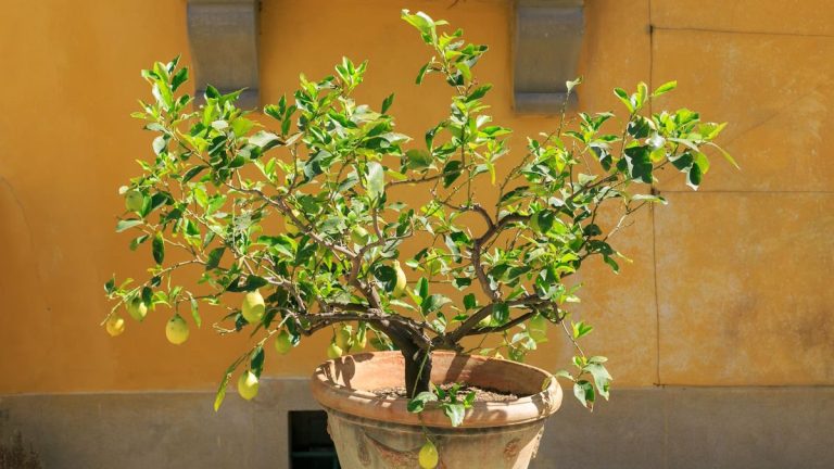 Je suis un expert en jardinage potager et voici ce que j'ai appris sur l'entretien d'un citronnier en pot en hiver
