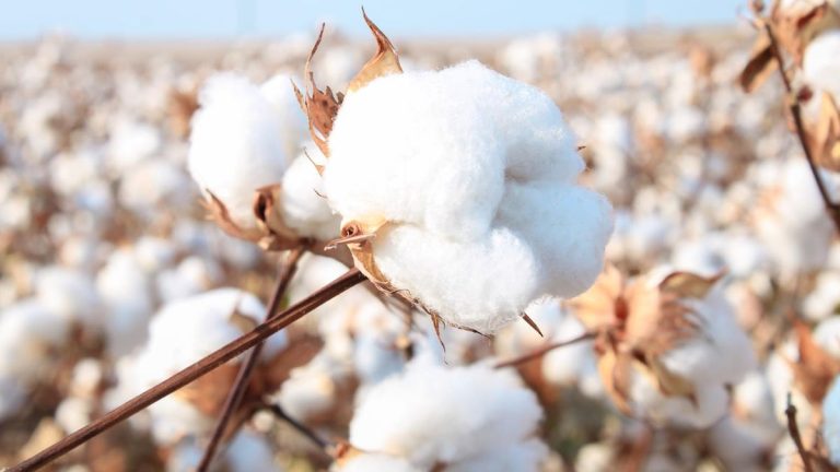 Comment faire pousser du coton à partir de graines – tout ce que vous devez savoir sur la culture de ces plantes thermophiles