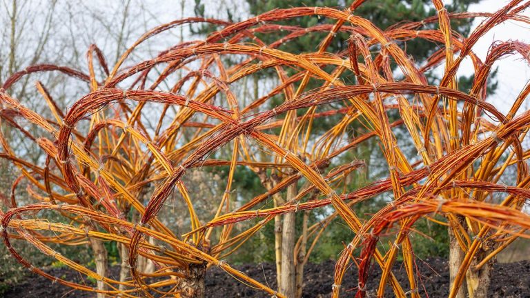 Plantes à l’écorce d’hiver attrayante – couleur et texture idéales lorsque le jardin est nu