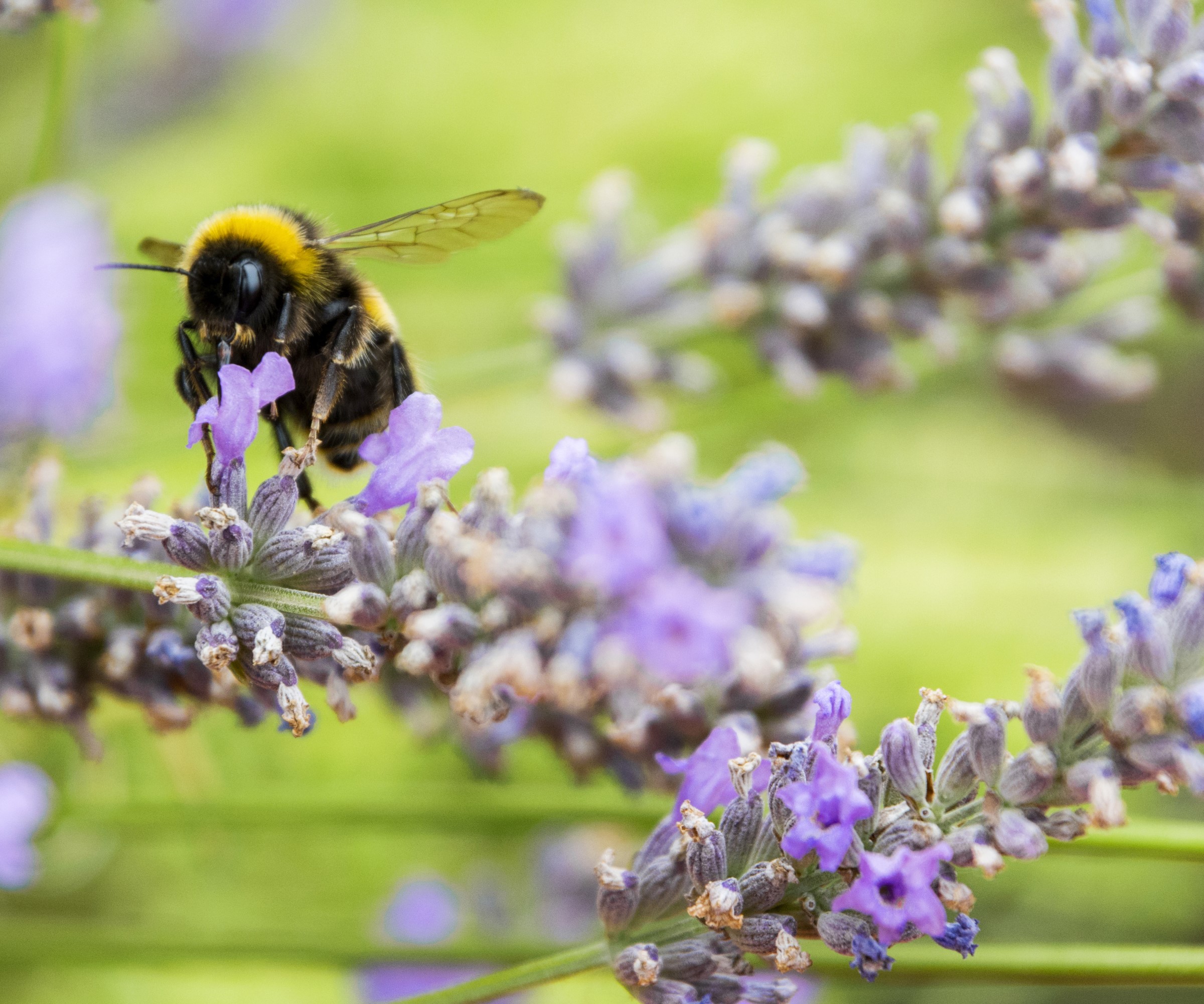 Une abeille sur un plant de lavande