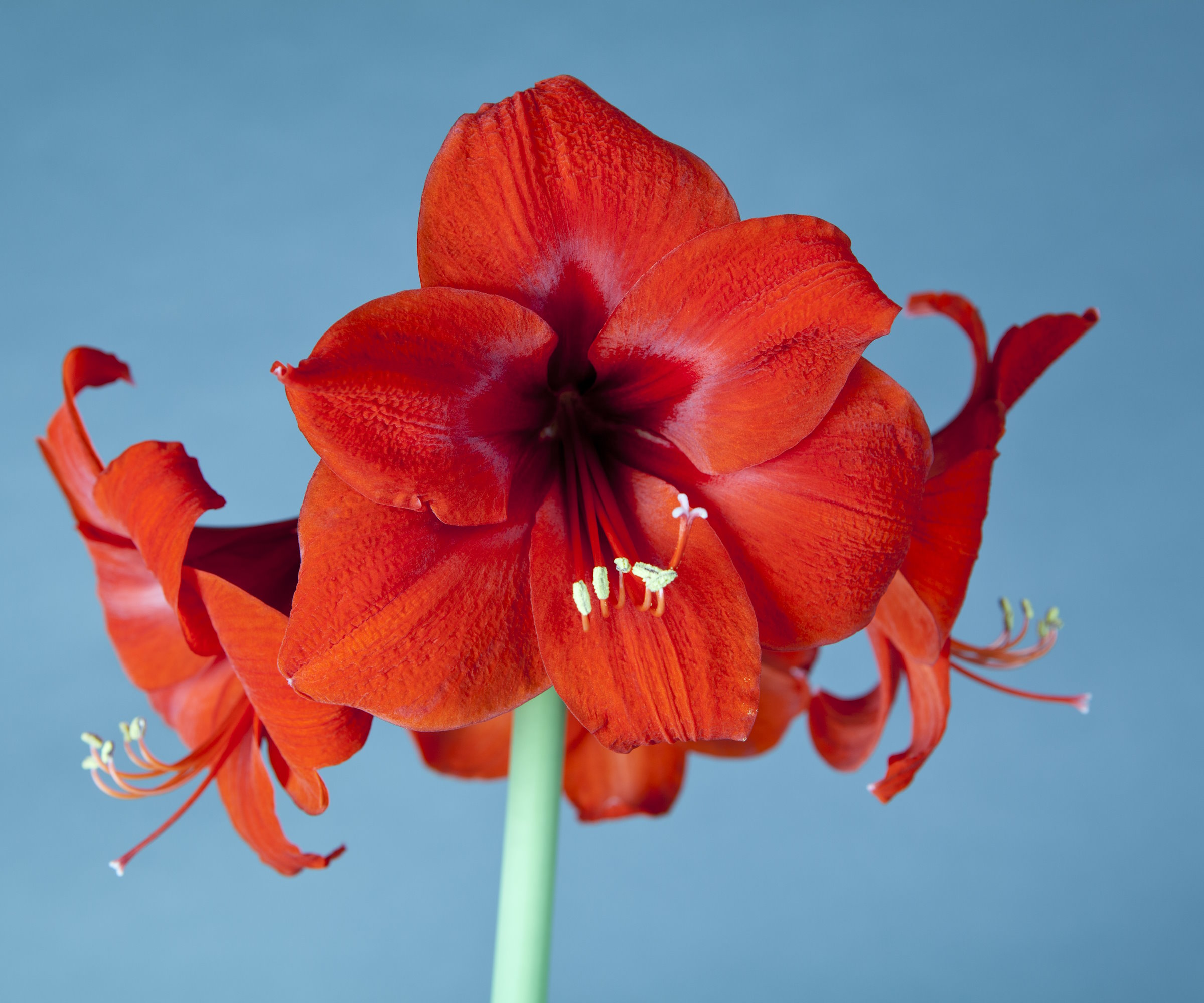 Collection De 3 Bulbes D'Amaryllis Format 26/28 - Mélange Exclusif De Fleurs De Hollande - 12