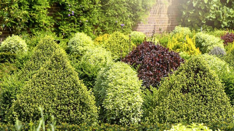 Les jardiniers professionnels révèlent quand tailler les buissons à feuilles persistantes pour garder les plantes saines et prospères