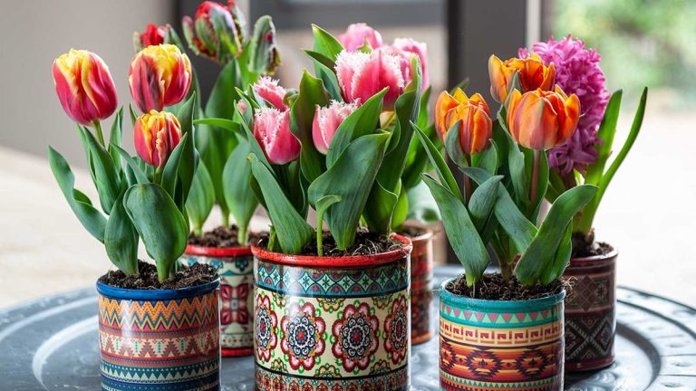 Comment faire pousser des tulipes à l'intérieur – un guide étape par étape pour forcer ces magnifiques bulbes