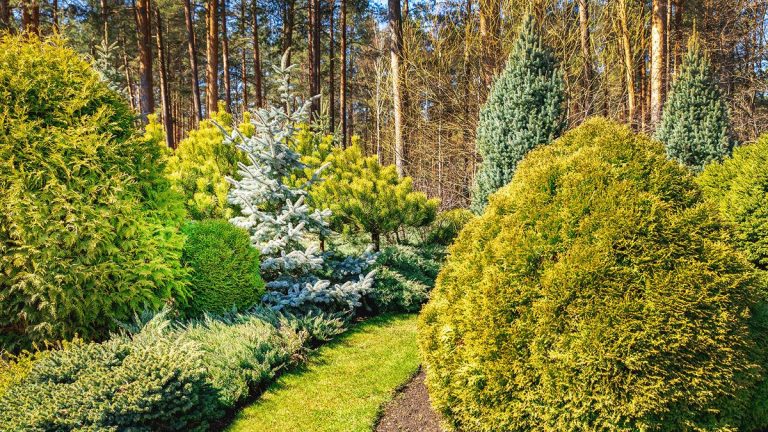 Meilleurs pins – 11 choix sculpturaux pour les jardins de toutes tailles Meilleurs pins – 11 choix sculpturaux pour les jardins de toutes tailles