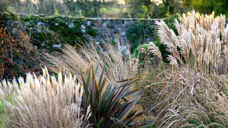 Meilleures plantes architecturales – façonnez votre jardin d’hiver avec ces choix de textures Meilleures plantes architecturales – façonnez votre jardin d’hiver avec ces choix de textures