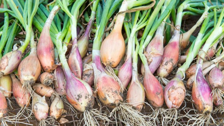 Comment faire pousser des échalotes – conseils pour la culture à partir de plants ou de graines d’un potager expérimenté Comment faire pousser des échalotes – conseils pour la culture à partir de plants ou de graines d'un potager expérimenté