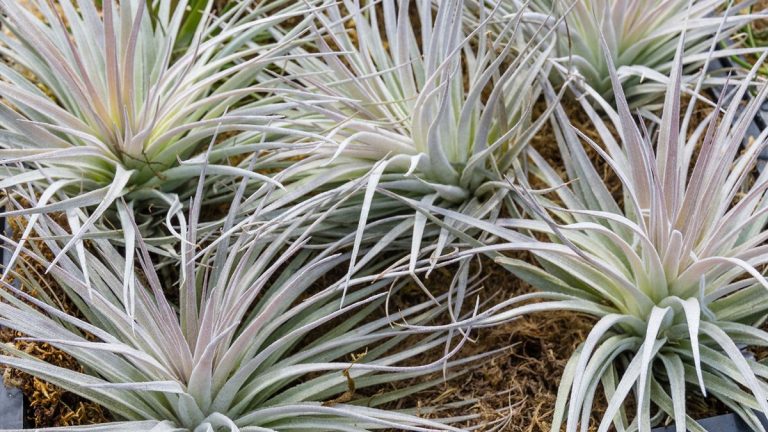 Types de plantes aériennes – 8 variétés garanties pour embellir votre jardin intérieur Types de plantes aériennes – 8 variétés garanties pour embellir votre jardin intérieur