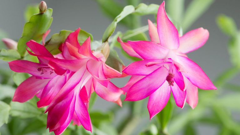 Pourquoi les feuilles de mon cactus de Noël deviennent-elles molles ? Les experts apportent la réponse Pourquoi les feuilles de mon cactus de Noël deviennent-elles molles ? Les experts apportent la réponse