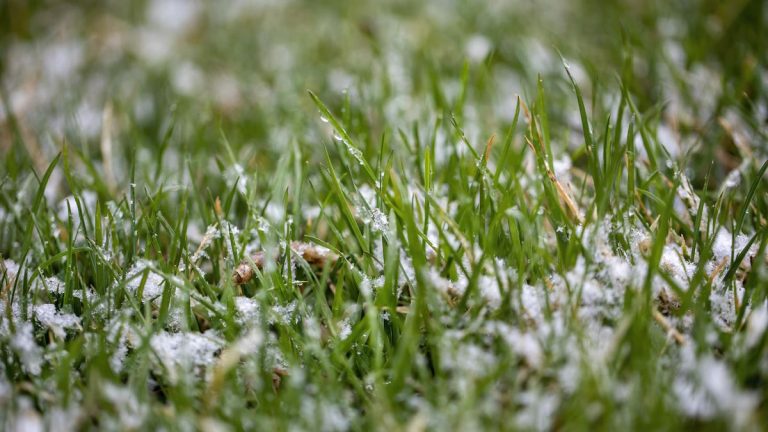 Faut-il utiliser des engrais pour pelouse d’hiver ?  Conseils d'experts sur quand - et quand ne pas - appliquer un apport nutritif à la pelouse