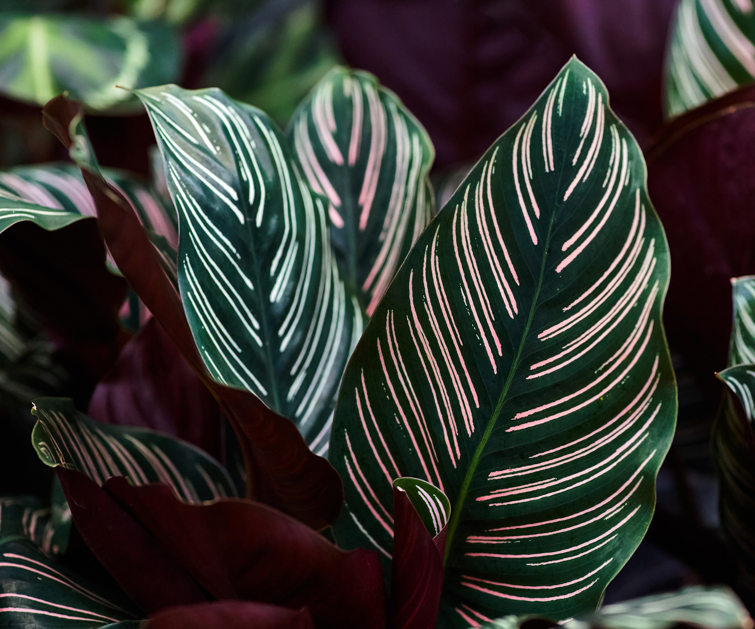 Plante Feuilles Vertes Et Roses