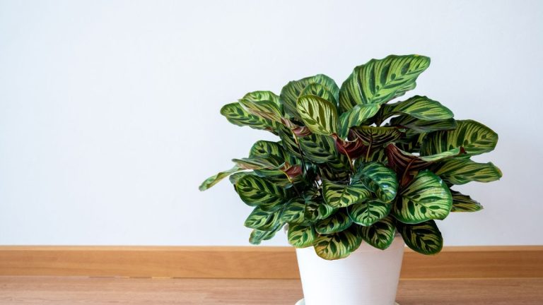 Comment propager le calathea – obtenez plus de ces plantes d’intérieur audacieuses et magnifiques