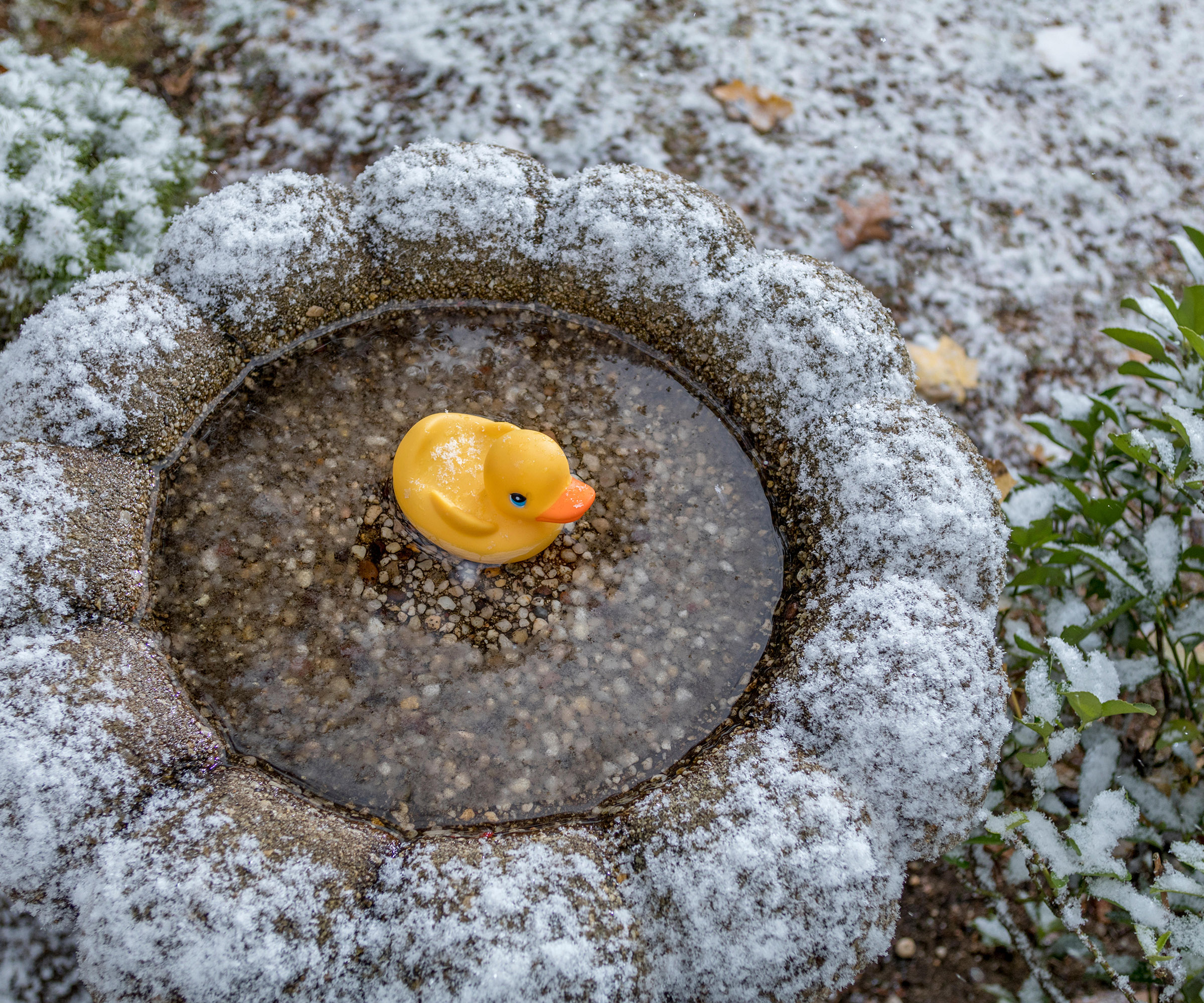Comment Emp cher Un Bain D oiseaux De Geler En Hiver 6 Astuces Expertes Comment Emp cher Un Bain D oiseaux De Geler En Hiver 6 Astuces Expertes