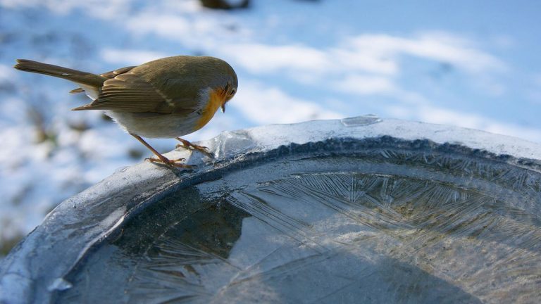 Comment empêcher un bain d’oiseaux de geler en hiver – 6 astuces expertes