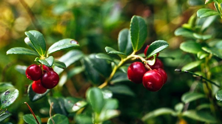 Comment faire pousser des canneberges – obtenez les conditions idéales pour une récolte exceptionnelle de ces favoris des fêtes