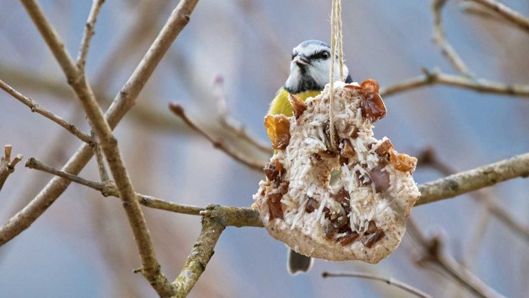 Comment créer des mangeoires naturelles pour votre jardin – 3 idées pour accueillir la faune